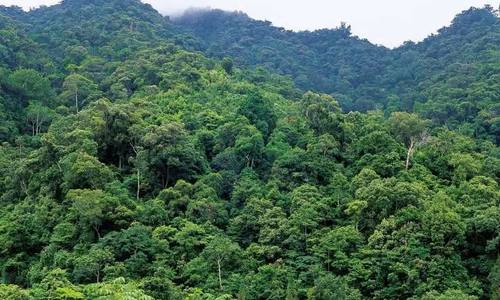 生物多样性的有力呵护——海南热带雨林国家公园正式设立