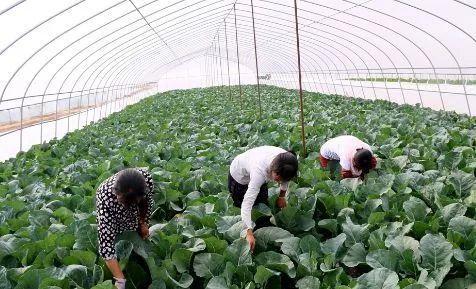 赣州会昌现代农业提质增效助力乡村振兴
