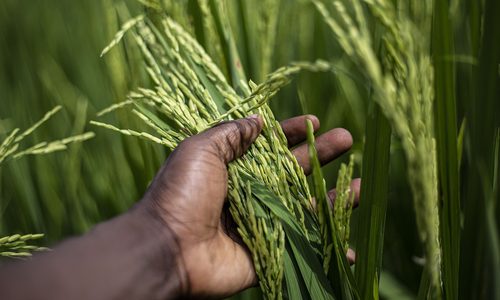 金观平：抓好春耕为粮食增产开好头