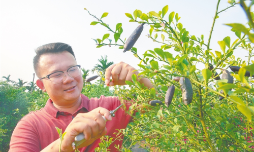 海南琼海：引进培育世界新兴名优水果 提高农业效益