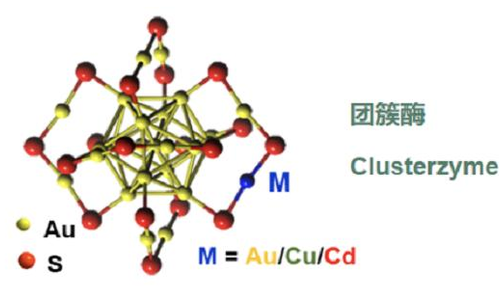 天津大学研发出“团簇酶” 对阿尔茨海默症等神经炎症治疗潜力巨大