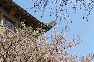 武汉大学接待预约游客赏樱 设立抗疫医护赏樱专场日