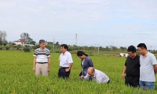 深谈｜自力更生，强我种业：万建民院士解读中国种子自立自强之路