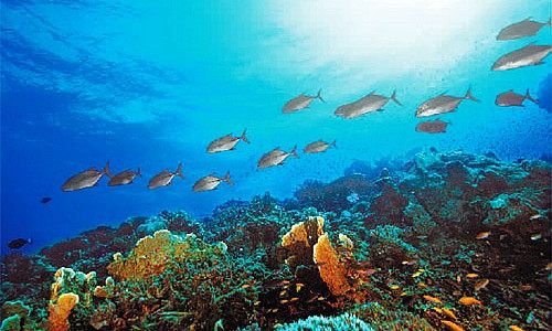 海南启动南海生物种质资源库建设项目