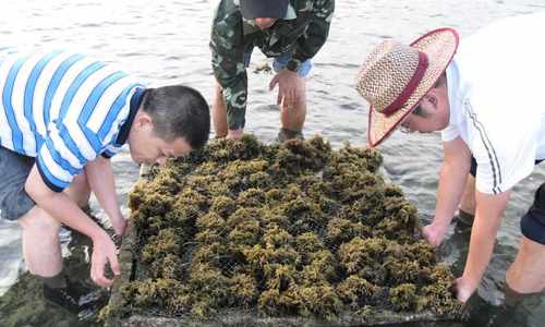 海南麒麟菜省级自然保护区范围和功能分区公布