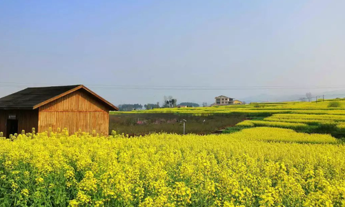 江西安义：推进油菜种植 串联农旅产业
