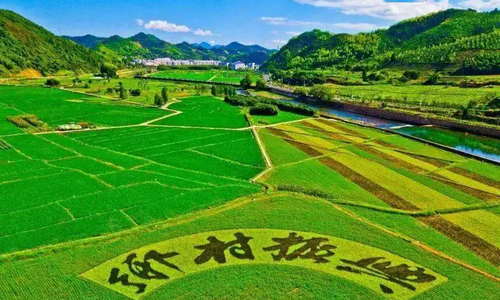 乡村振兴“十二盼”！来自8省24村的蹲点报告