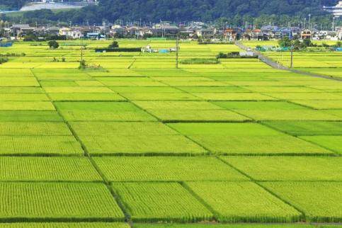 稳定保障1.2万亿斤以上粮食产能 12亿亩高标准农田如何建成？