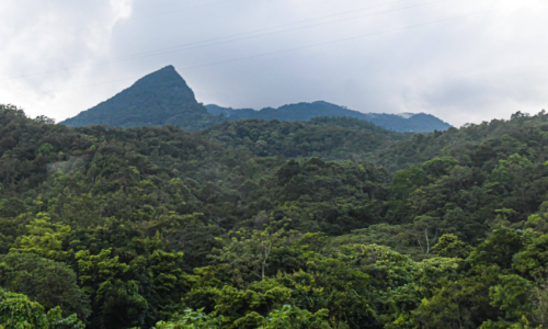 海南热带雨林国家公园2021年度GEP超2068亿元