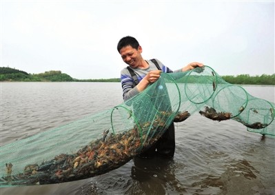 湖北汉川：虾蟹鳜混养助力农民致富增收