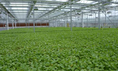 江西首设县级蔬菜产业发展中心  引导10万菜农绿色种植
