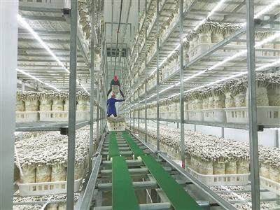 江西黎川县：菌菇生产尽显“科技范”