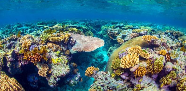 澳大利亚大堡礁项目有关议题将推迟审议.jpg