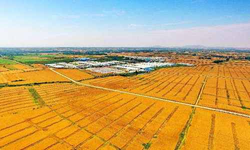 夏粮丰收，夯实全年经济根基