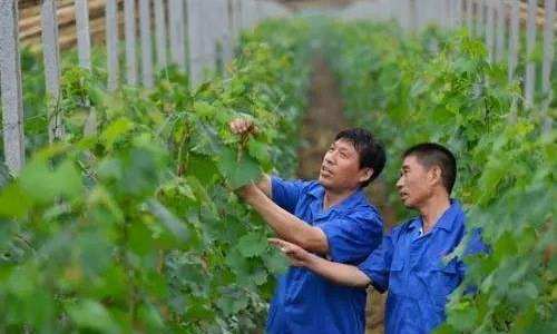 两办印发关于加快推进乡村人才振兴的意见