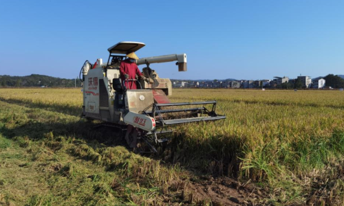 江西再生稻两季亩产突破1270公斤