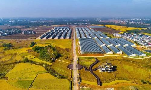 种业高质量发展加速落实 各地具体行动方案密集出台