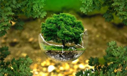蚂蚁森林2020年个人碳减排参与者超5.5亿