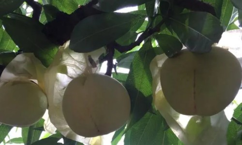 江苏无锡：“水蜜桃之乡”有了“科技味”