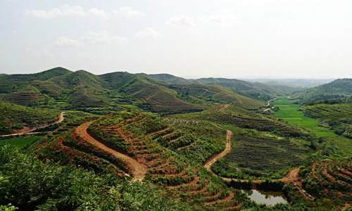 湖南衡阳油茶种植面积达447万多亩  青山生金