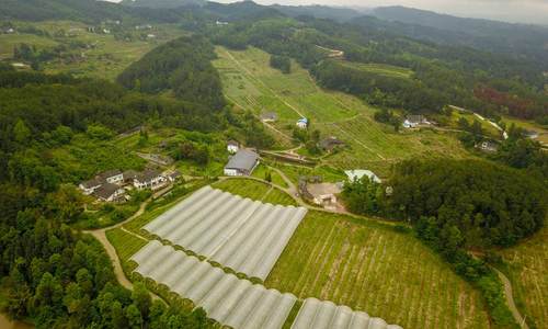 重庆市南川区河图镇长坪村党支部：摘掉“长贫”帽，走上振兴路