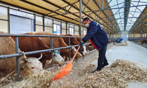 黑龙江省宾县肉牛产业发展观察：打造出一条乡村振兴的金色链条