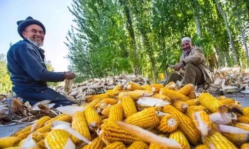 新疆和静县玉米制种规模化催生“职业农民”