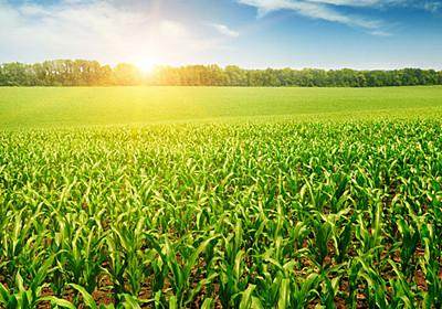 农作物良种覆盖率在96%以上，自主选育品种面积占比超过95%