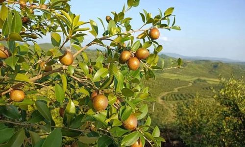 江西省金融行业推动油茶产业高质量发展